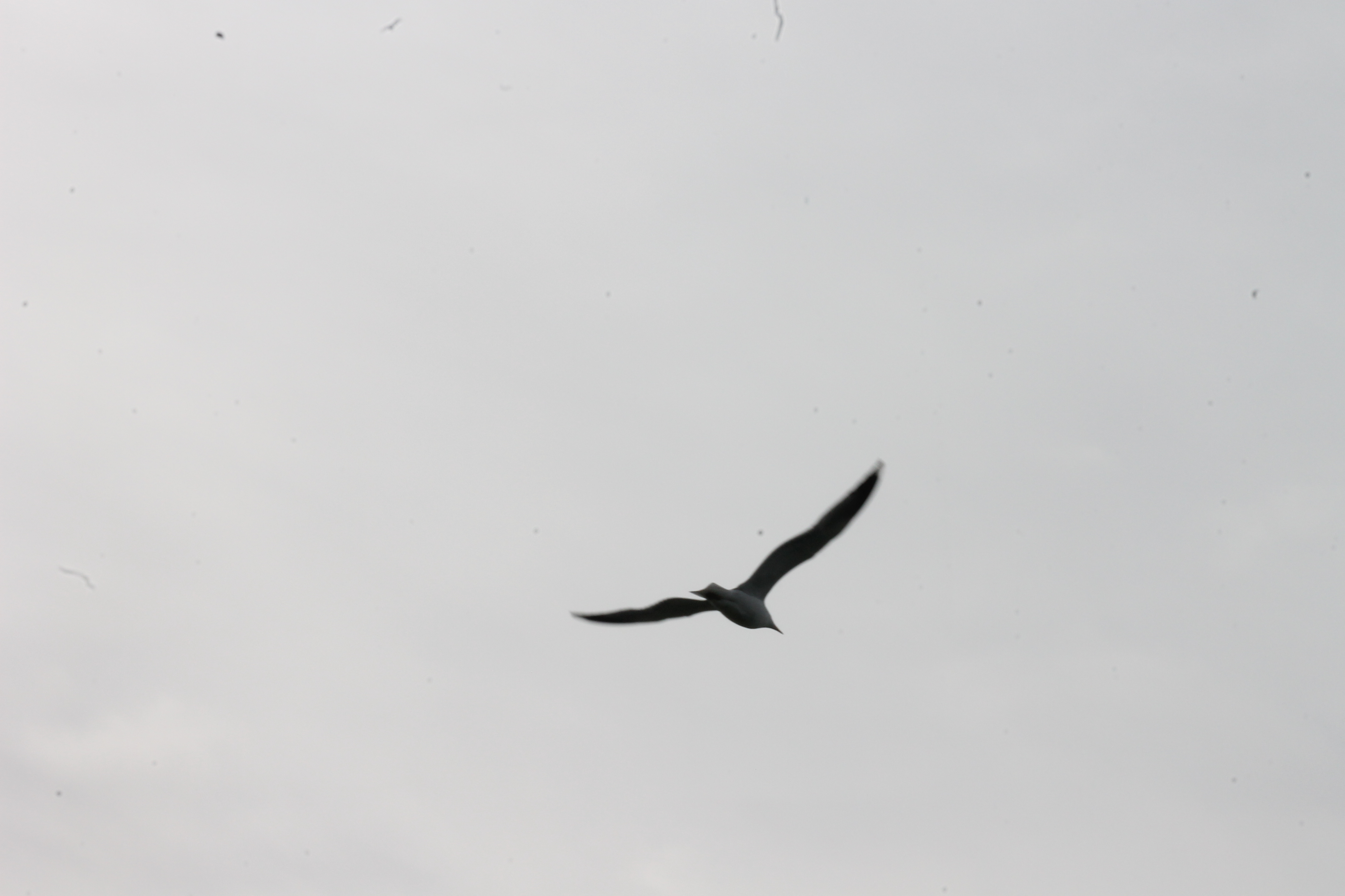 IMG 4742